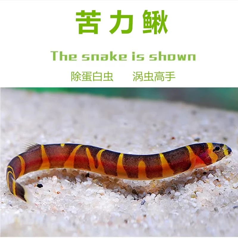蛇仔鱼 苦力泥鳅观赏鱼热带鱼清除食物残渣宠物蛋白虫涡虫杀手鱼