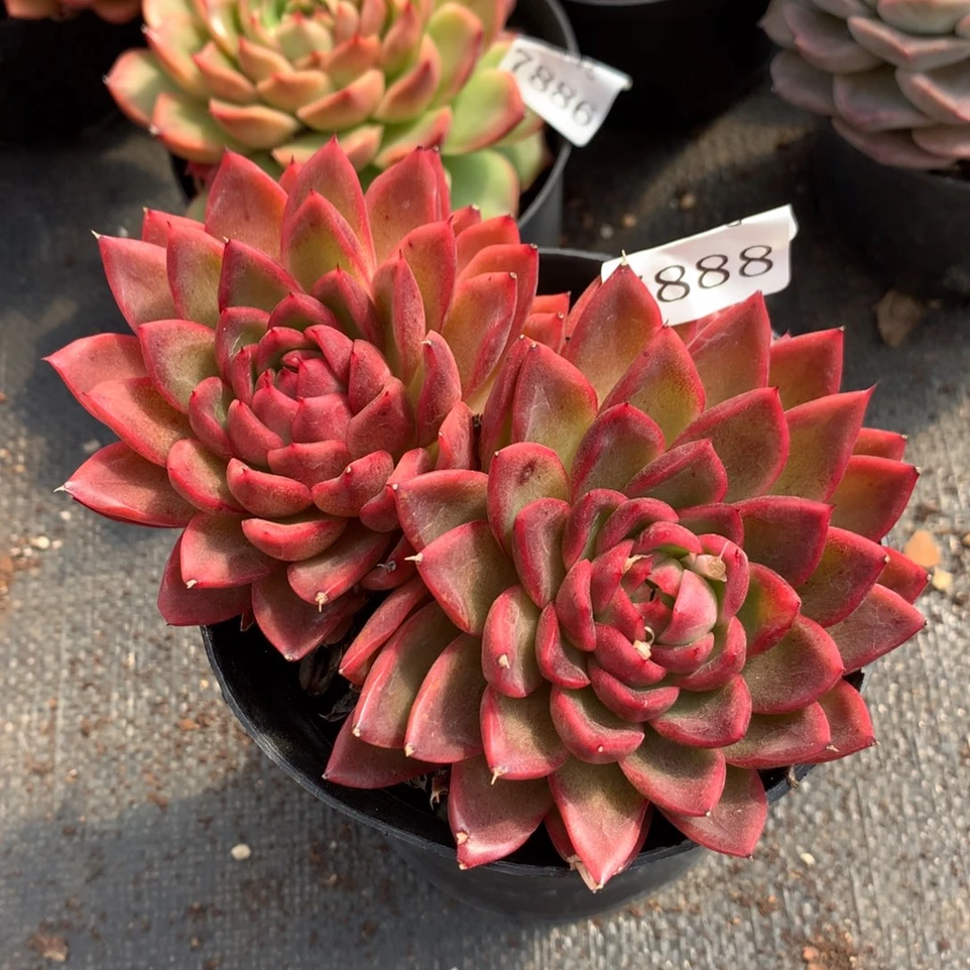 7888新年快乐发发发