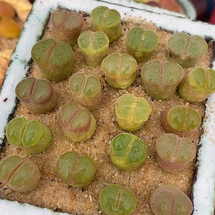 12518粉红女郎风铃一颗  发样本