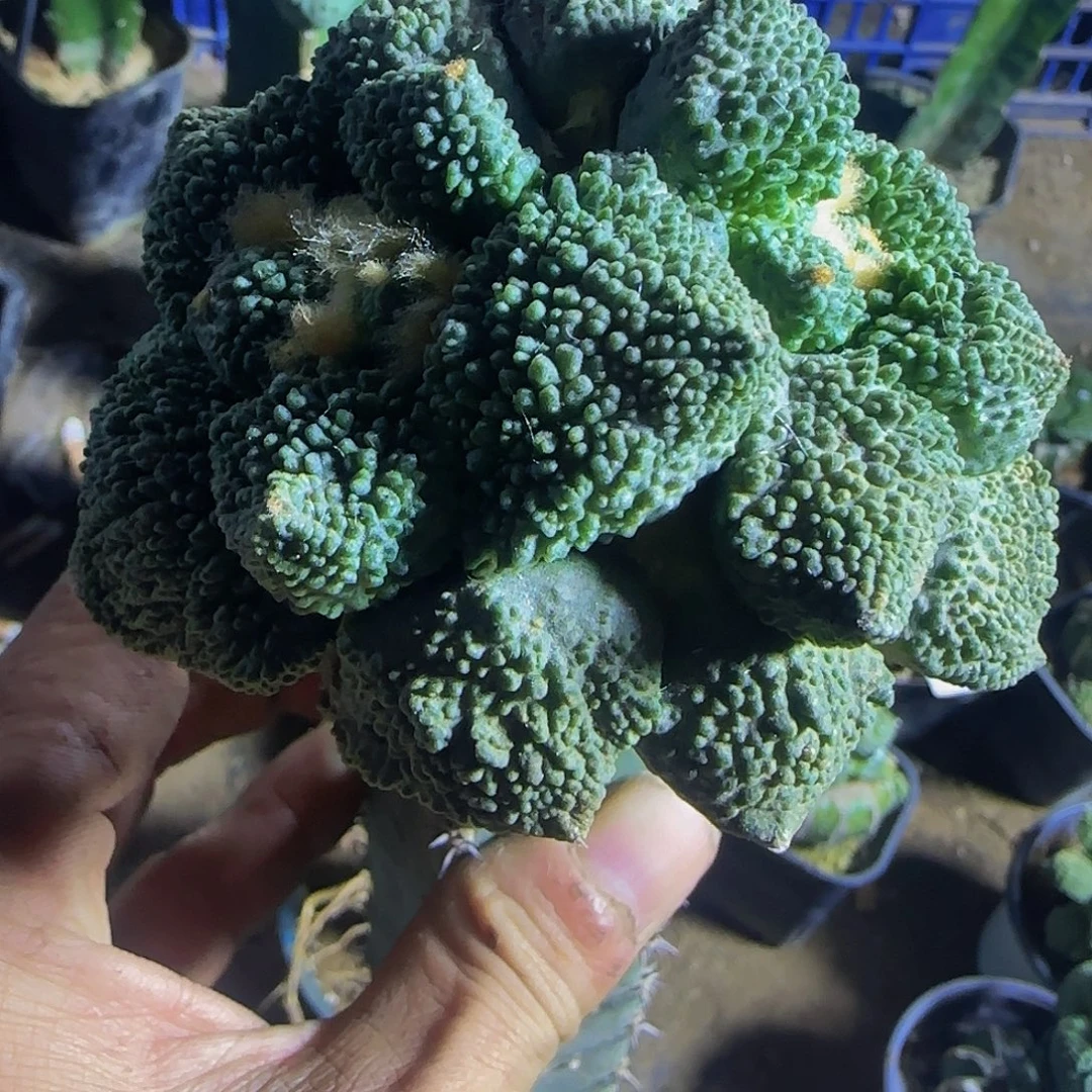 连体双头哥斯拉怒324