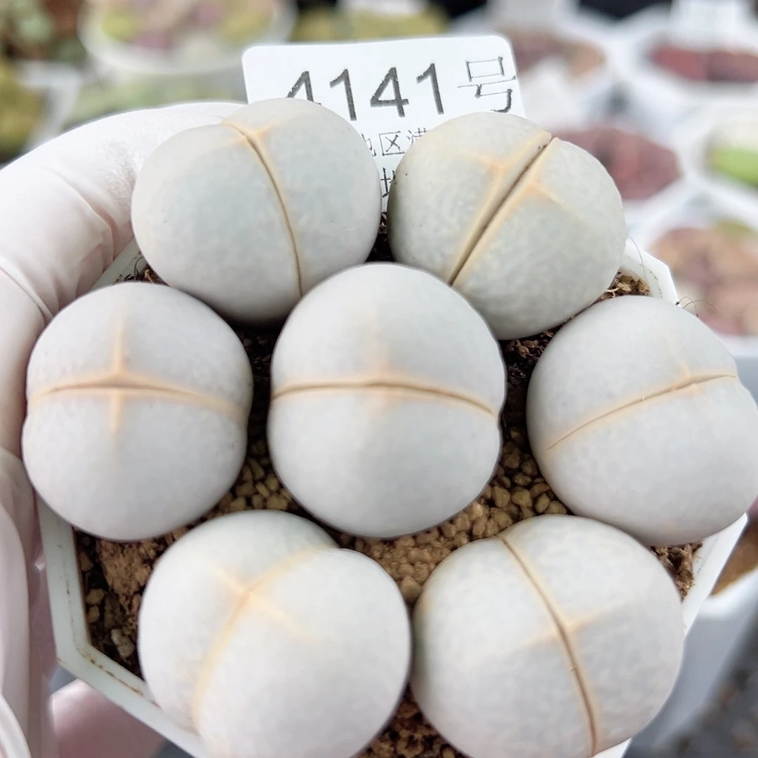 4141四年高尔夫7个2.2-2.5cm