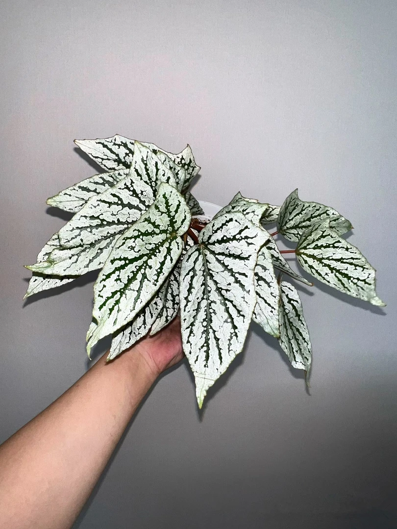 猫耳朵秋海棠室内绿植观叶植物家居绿植软装网红新房绿植热带绿植