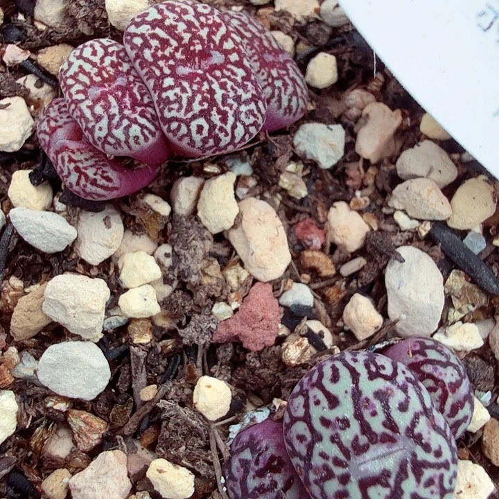 哈哈哈笑到打屁啊这不389