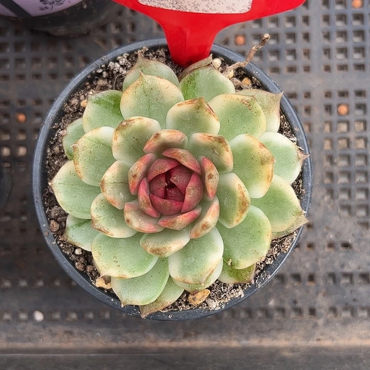 812号黑水晶锦多肉