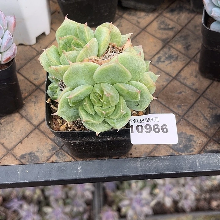 阿雅园艺。       966麦秆