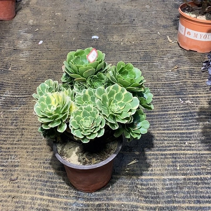 49，迈巴赫124577889999