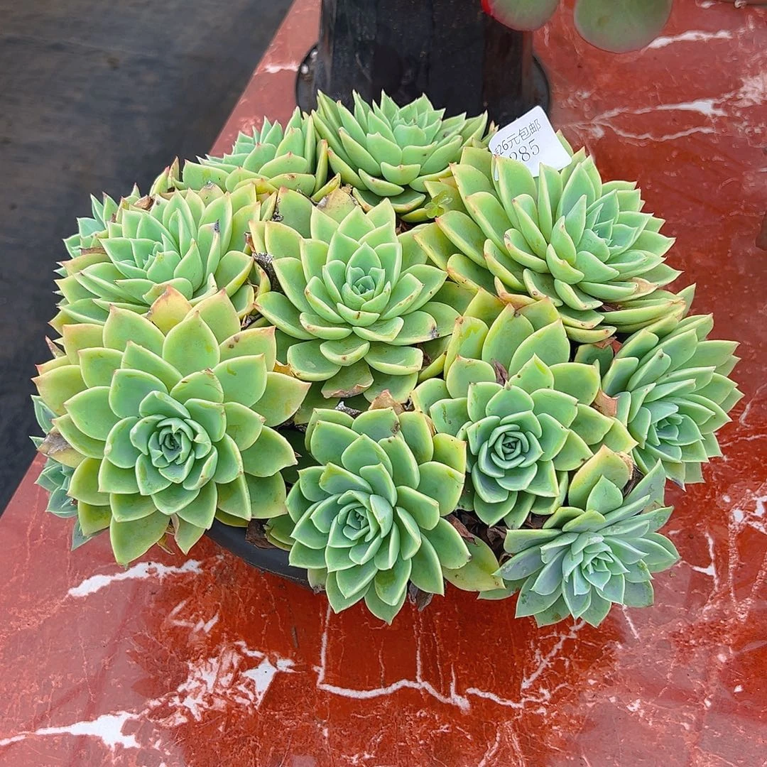 用***42285三色堇多肉植物多肉