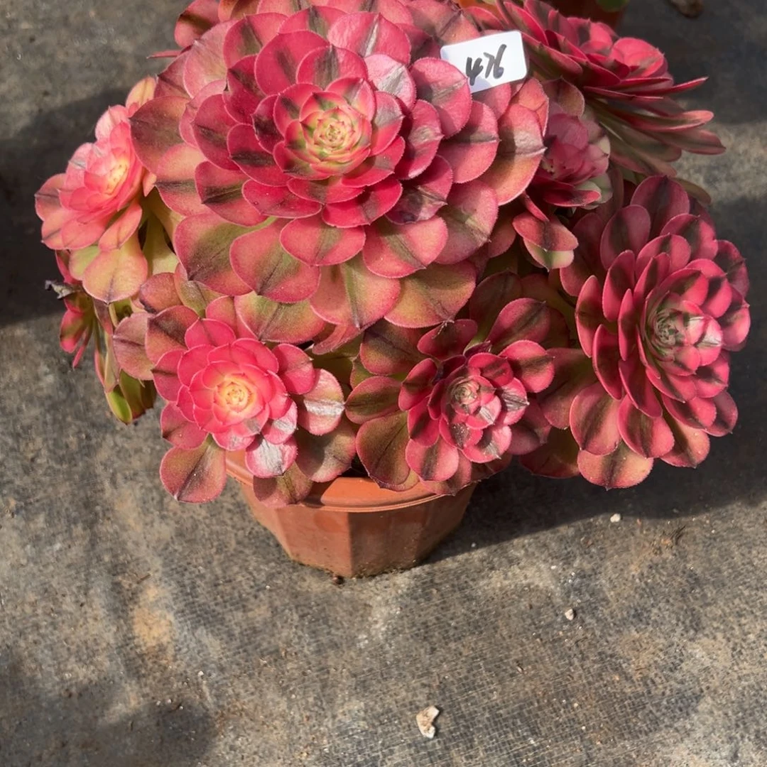 476荔枝有微瑕多肉多肉多肉