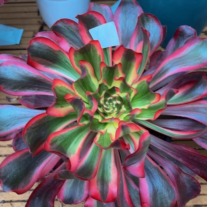 云南红魔女好看前21号