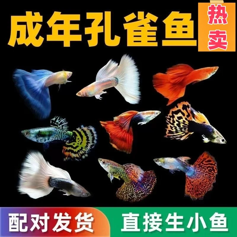 精选孔雀鱼  多种色系全家福 小型热带鱼观赏鱼好养活能生小鱼