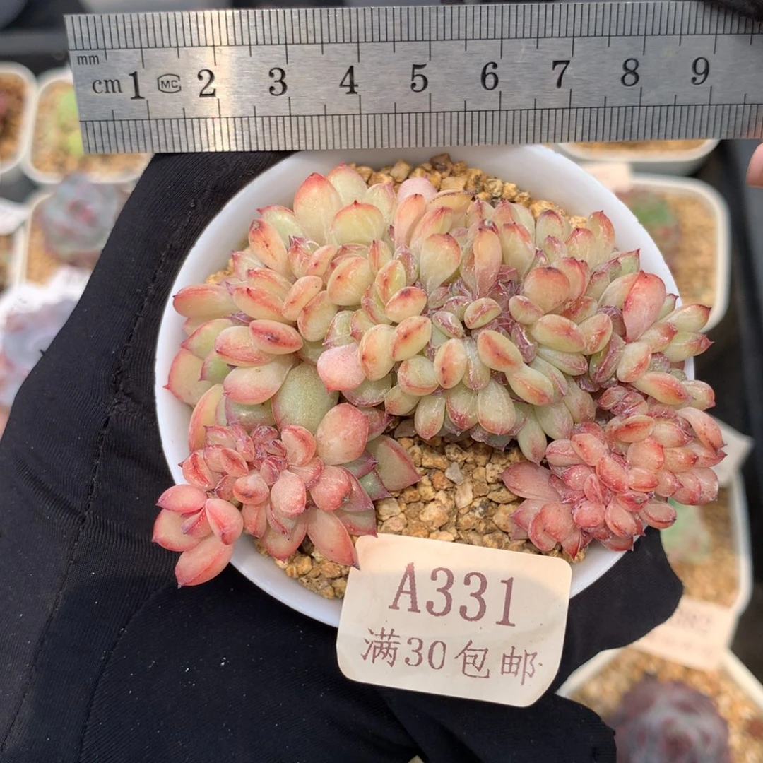 331勇敢缀冠服8.5