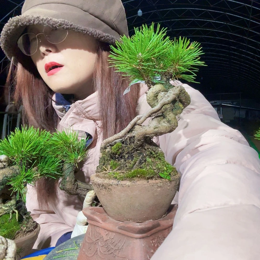 悟****完全开放三河黑松盆景