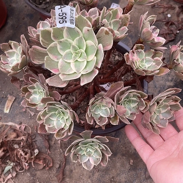 595浣纱多肉植物福利