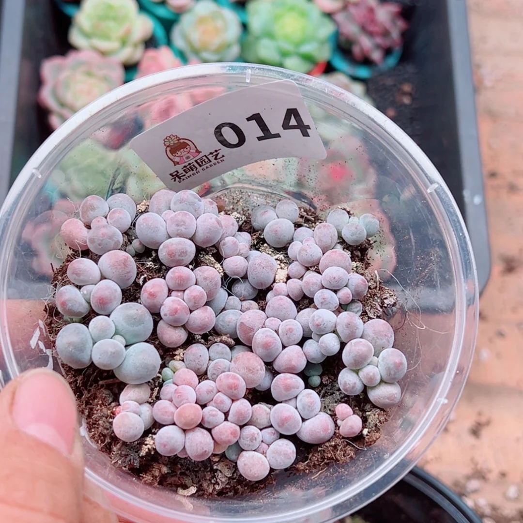 多肉植物多肉植物