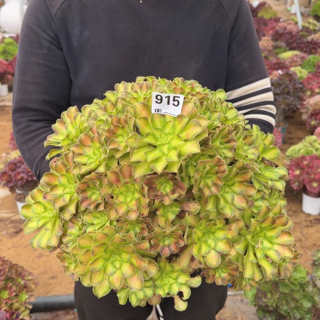 915韶华多肉植物