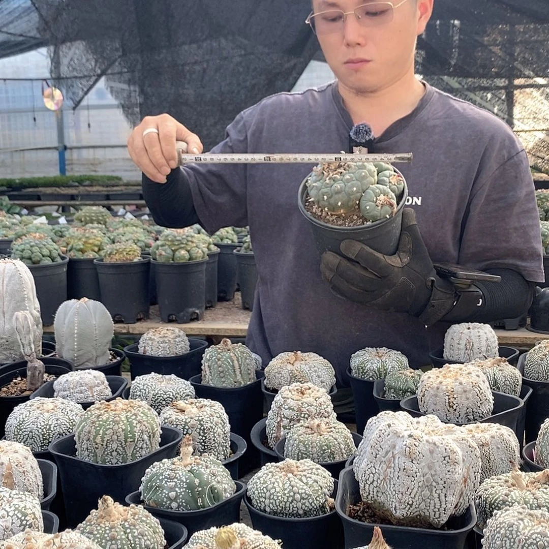 盆口15公分草球5号