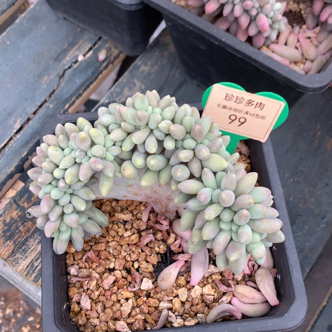 汤圆缀化一物一拍99