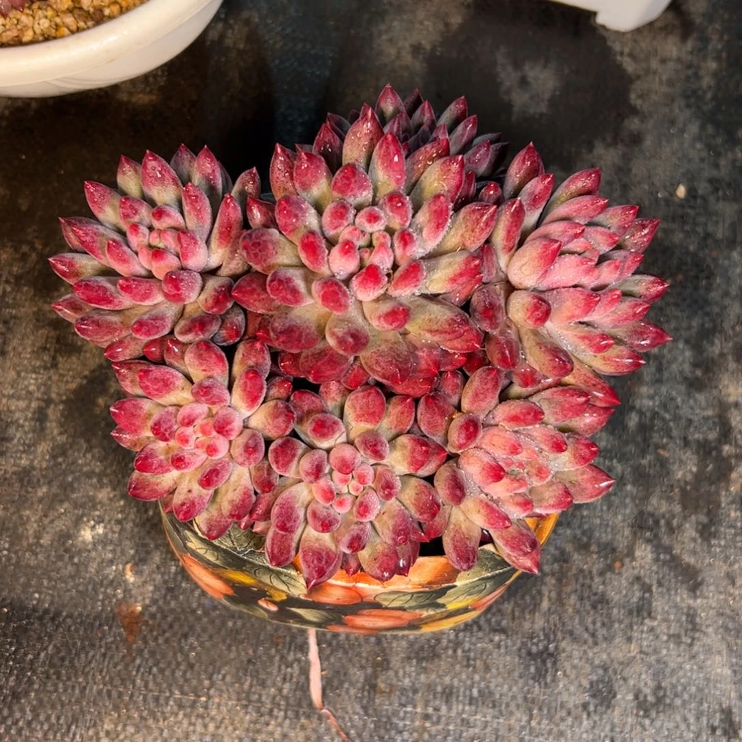 流沙虞美人多肉植物