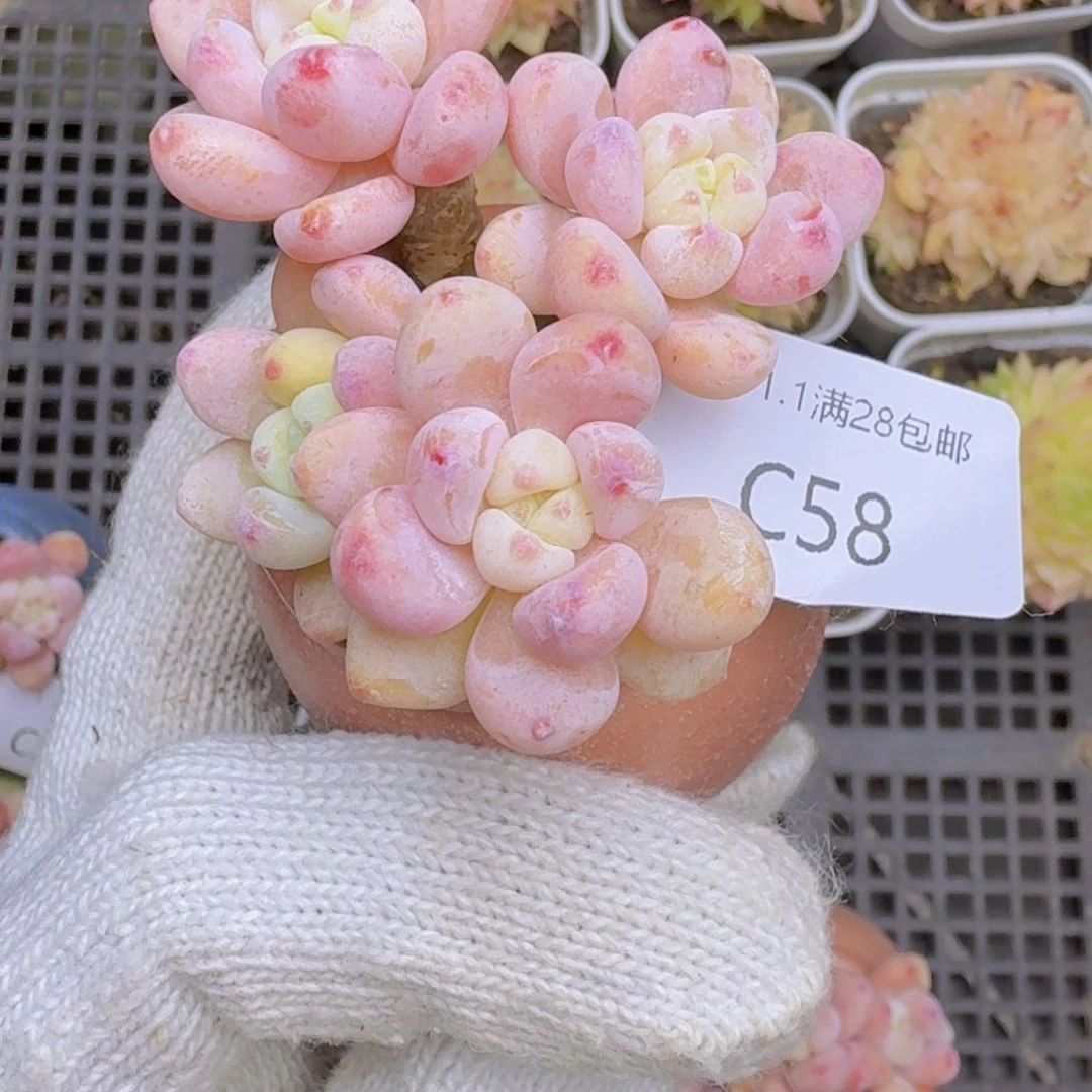 会***生罗琦一颗不带盆发