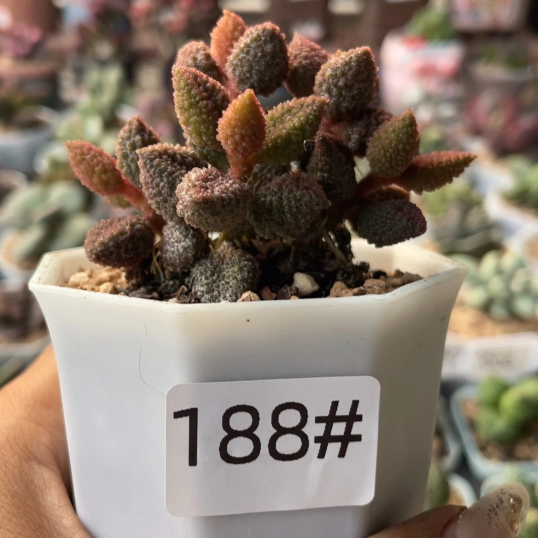 188。    福利。