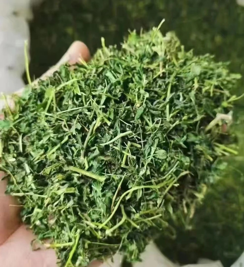 小叶鸡骨草护月茶甜250克起