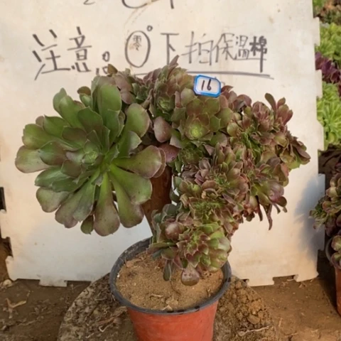 玫瑰缀化一物一拍