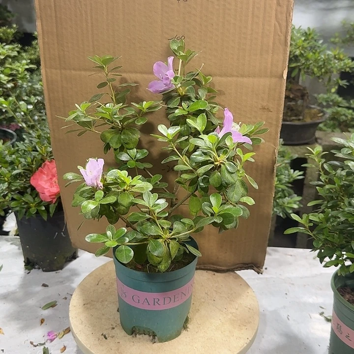 前***猪完全开放熏风杜鹃花