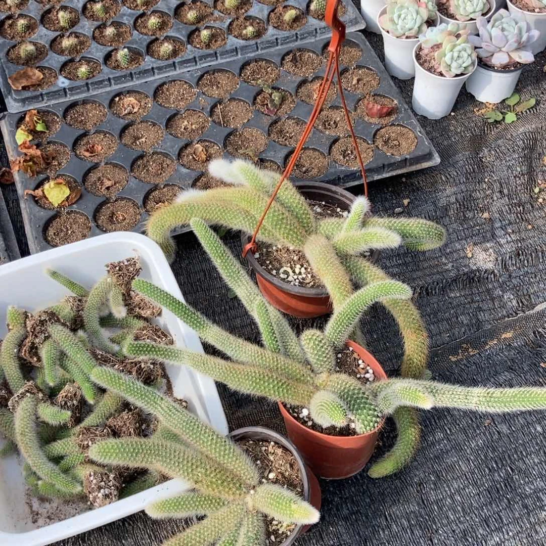 梦***莎九尾狐3颗不带盆发货