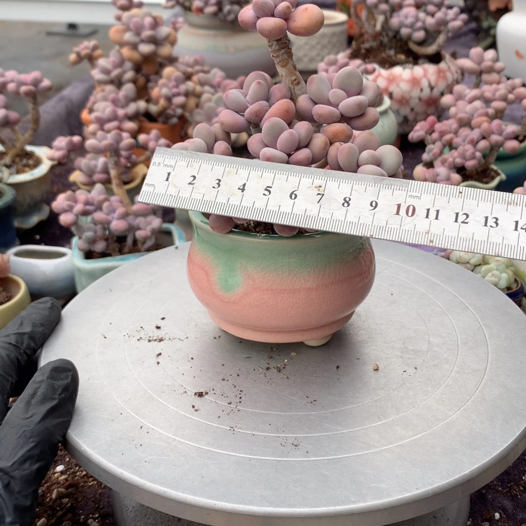 10号带桃蛋盆偏远地区不包邮有瑕疵