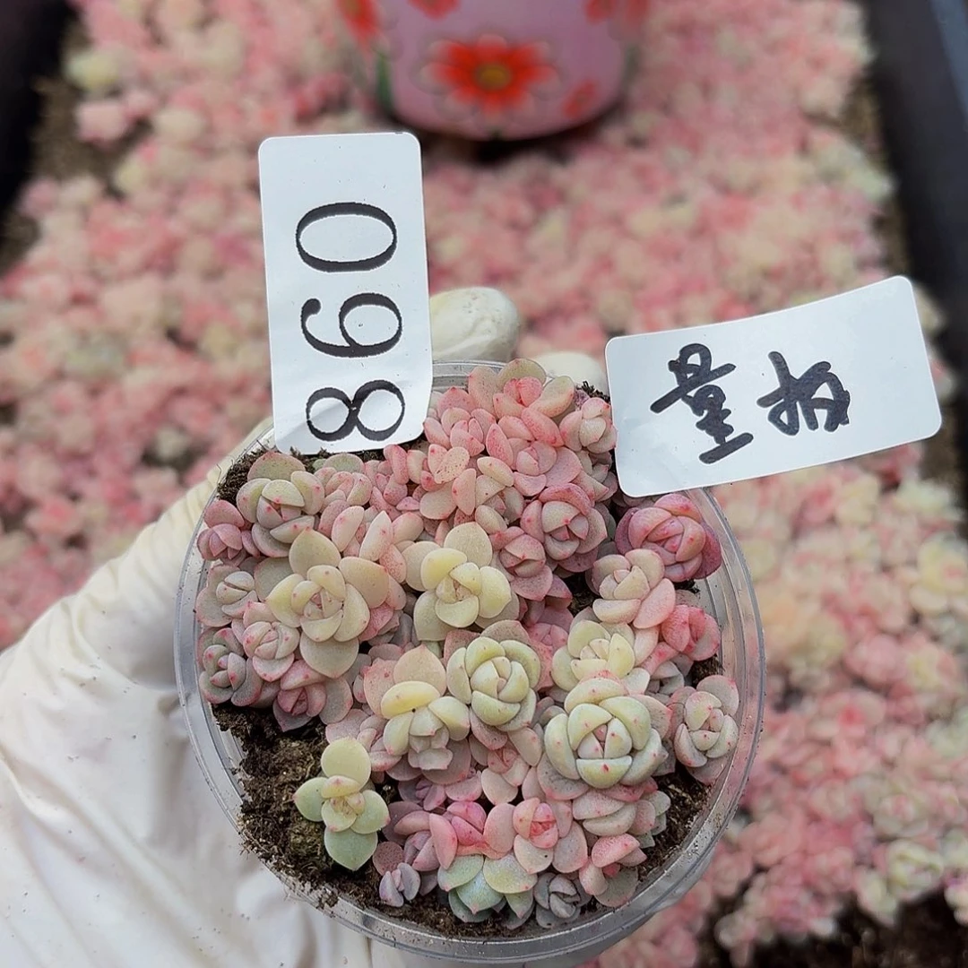 多肉植物多肉植物860量拍