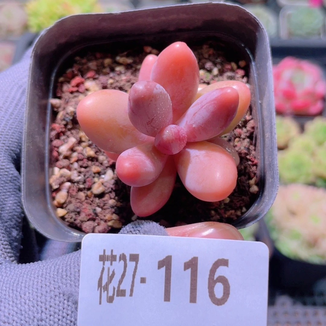 花利美27-116红手指