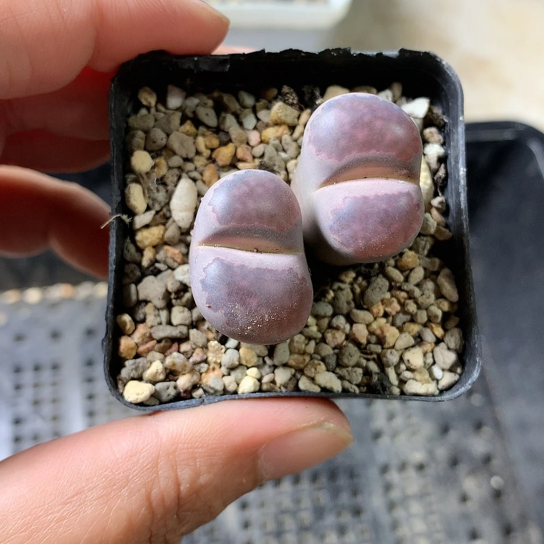 K439多肉植物保护