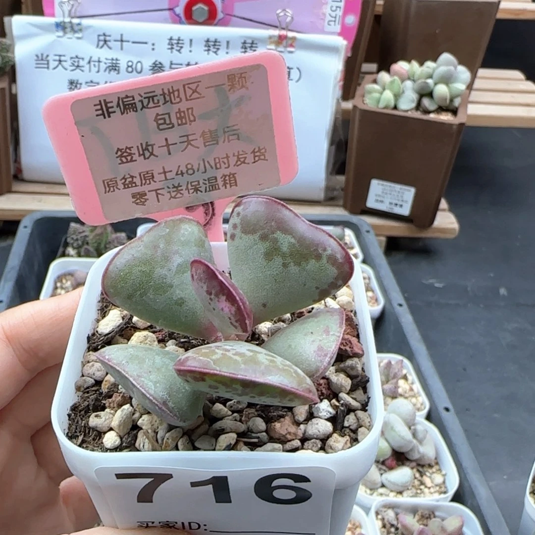 716爱心多肉植物