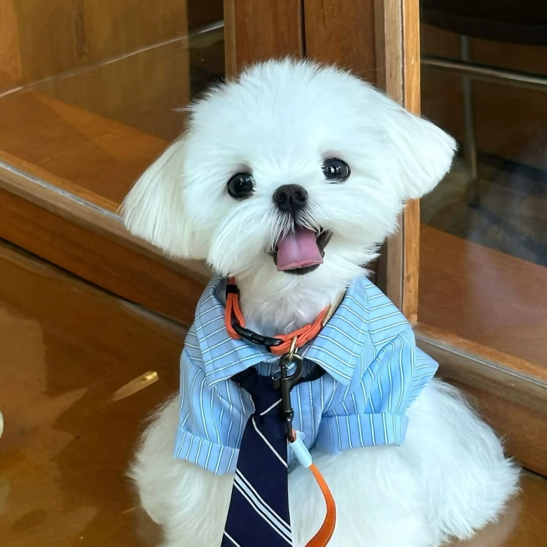 高智感男友宠物猫衣服春夏薄款比熊卡西高地衬衫泰迪小狗夏装公狗