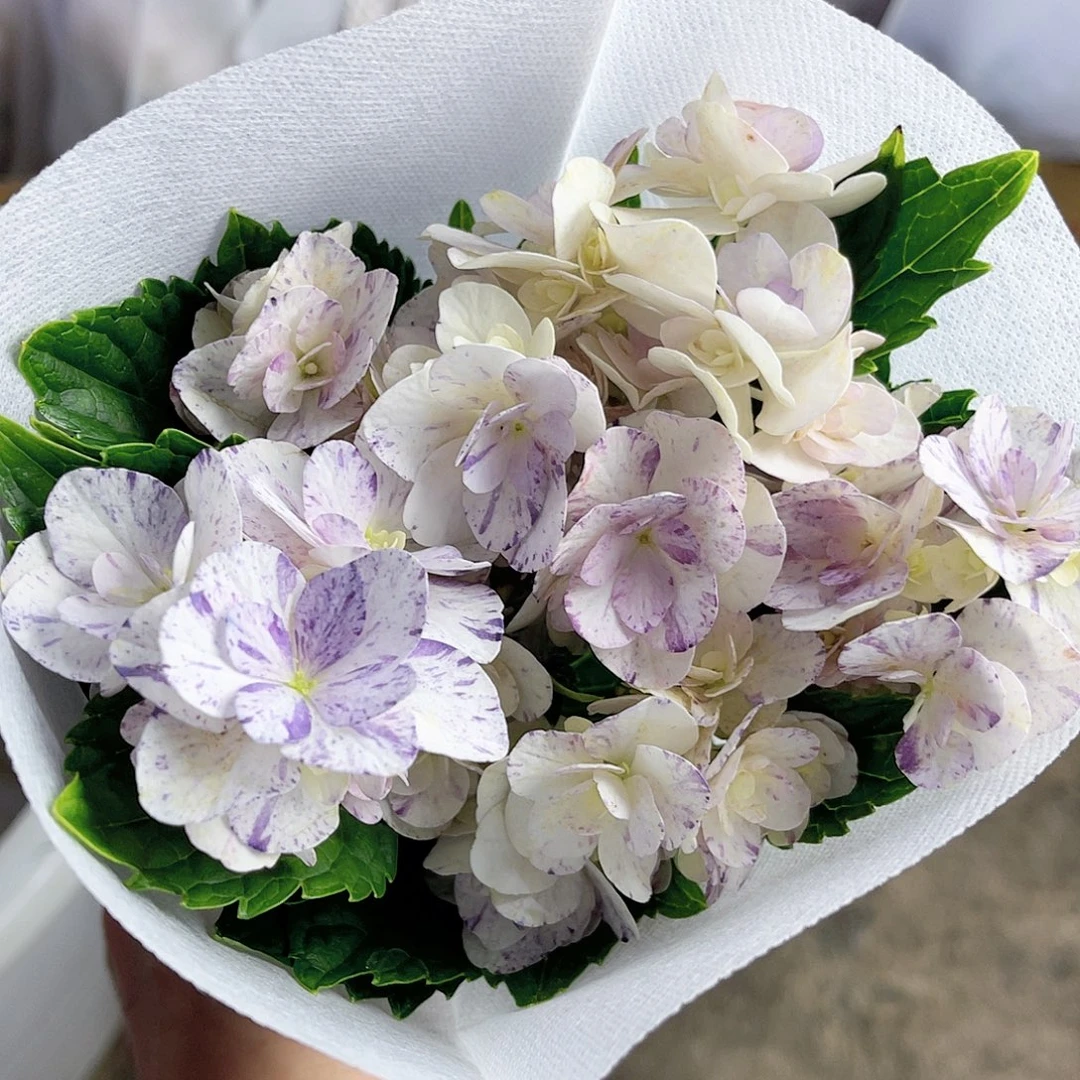 完全开放稀有绣球花92