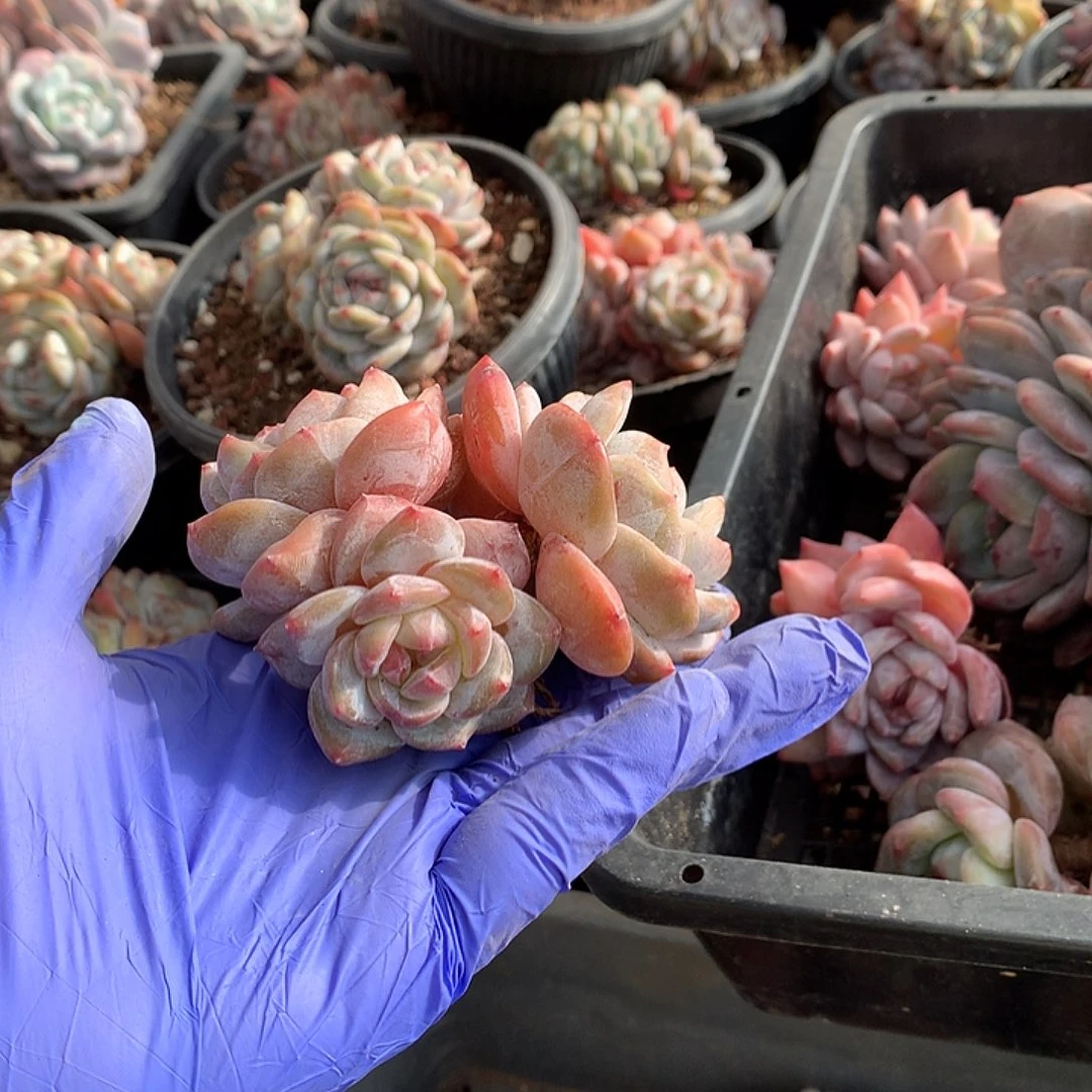 无砍星影哈哈哈哈哈哈11