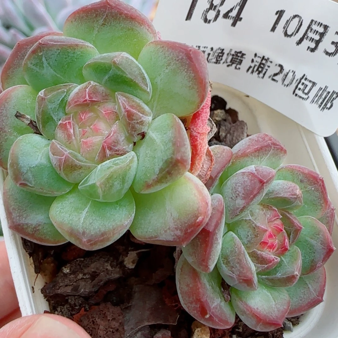 花语逸镜1003-184溏心