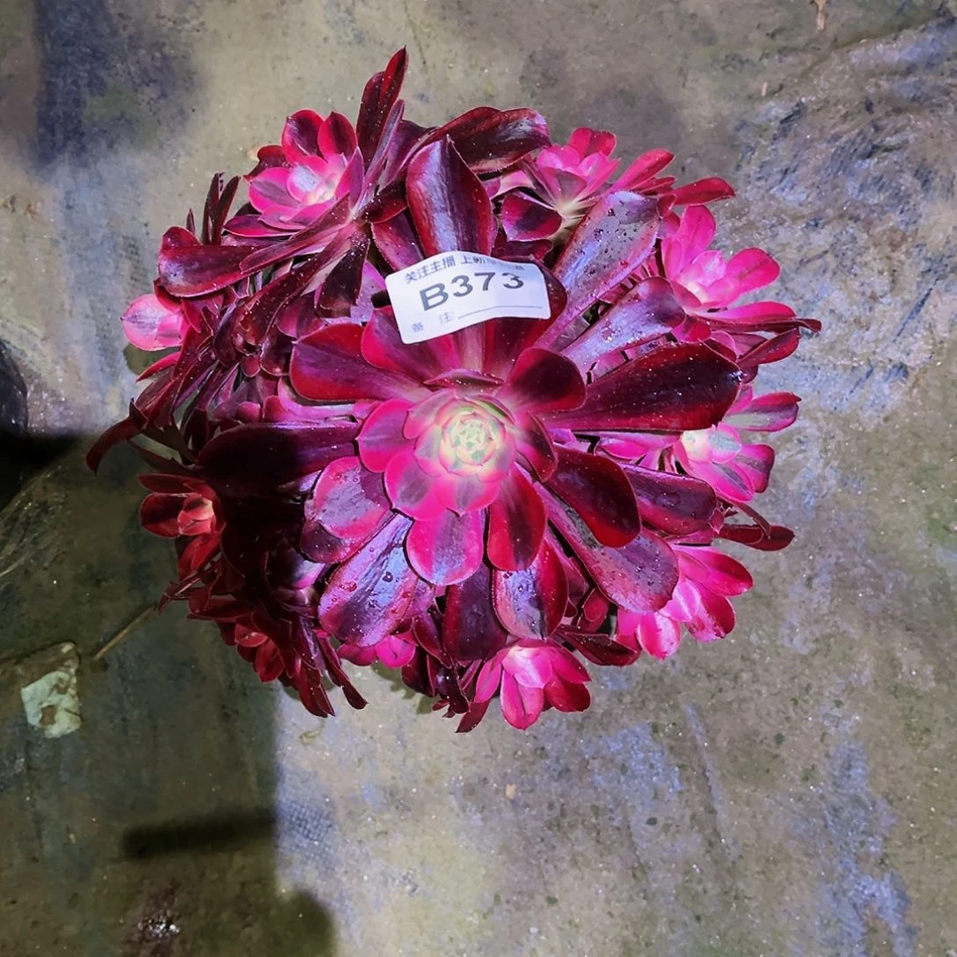 多肉植物373美杜莎