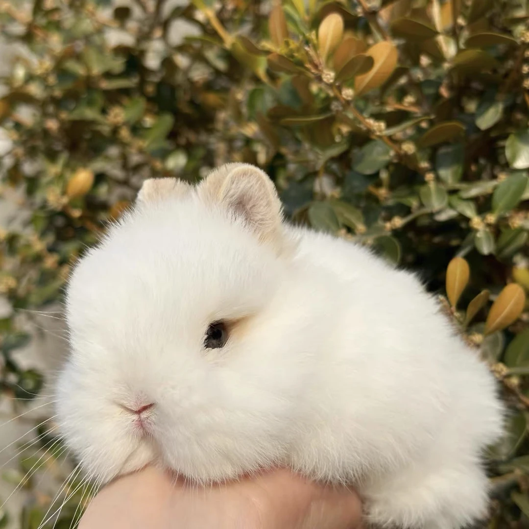 进口纯种双血统侏儒兔迷你长不大