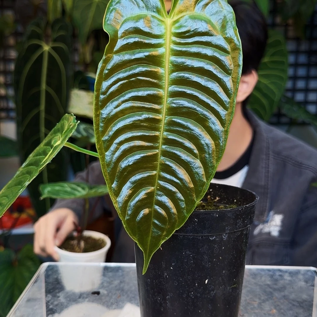 完全开放B114 火鹤王