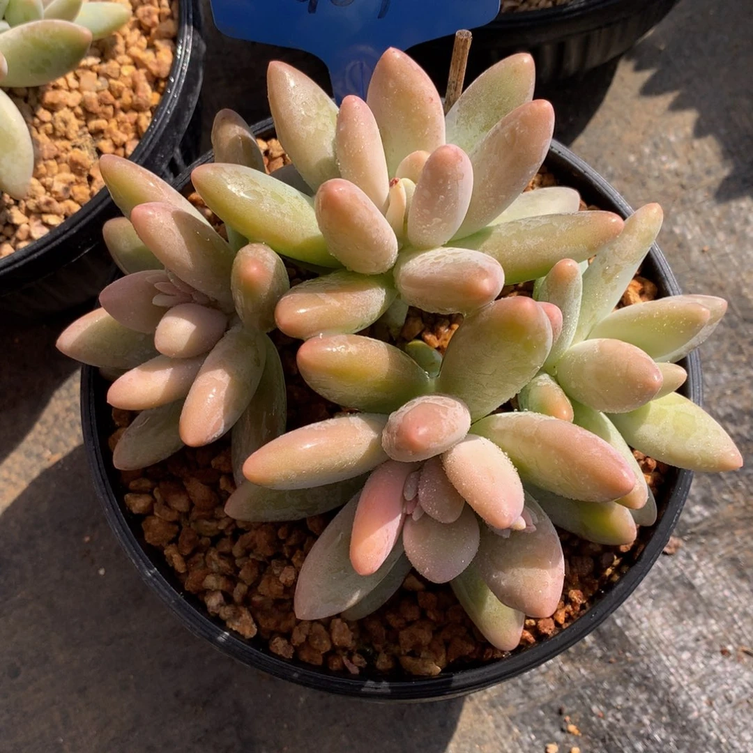 白兰地7272727272772