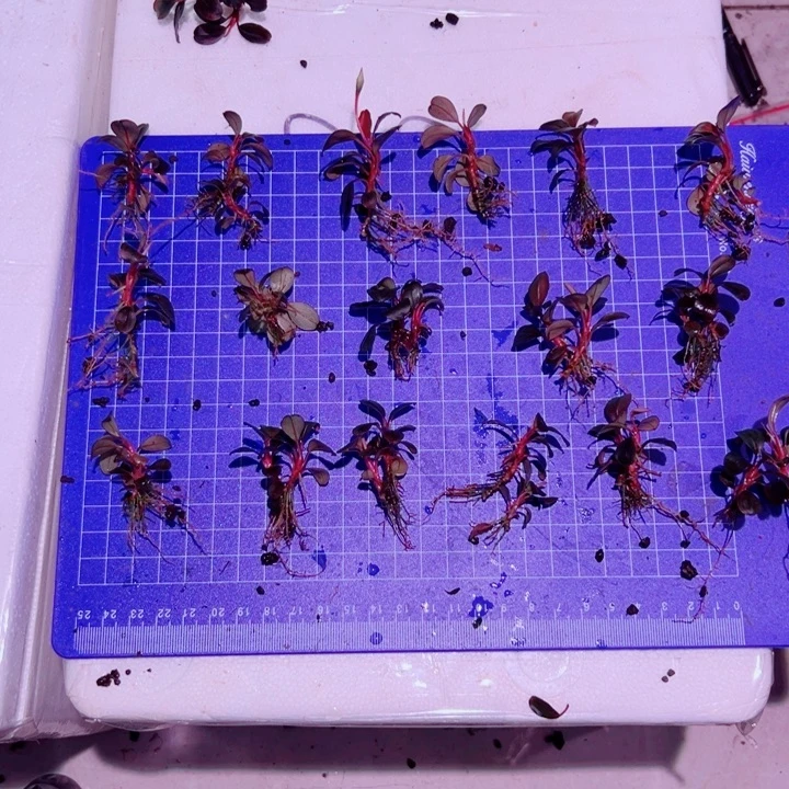 无花朵福利辣椒榕14海