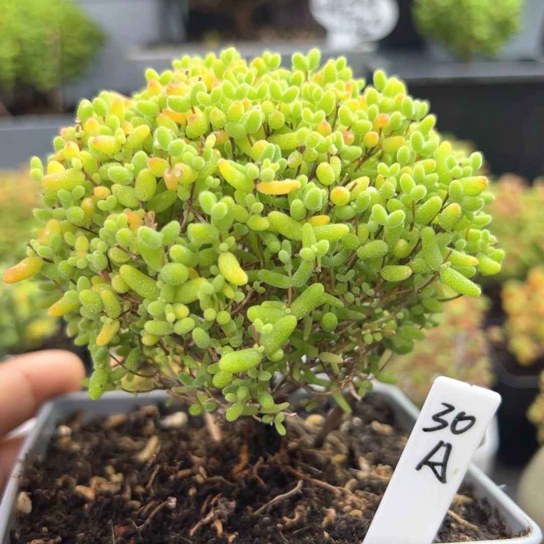 蜜橘糖球蘑菇头30号