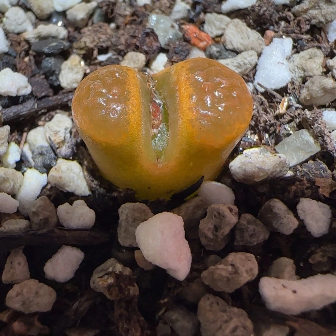 肉锥多肉植物百科-EH980蛋糕1596