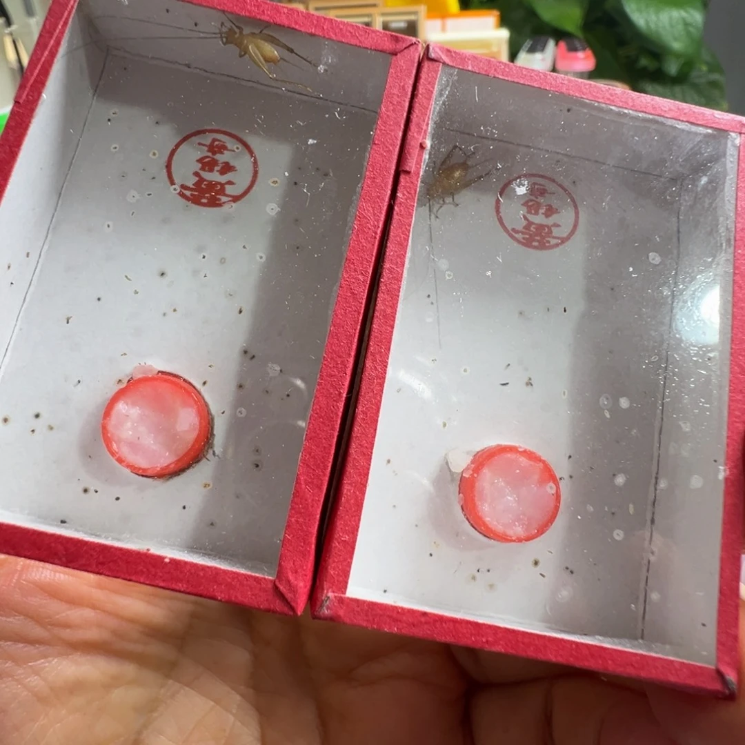 蟋蟀两黄老师中黄蛉