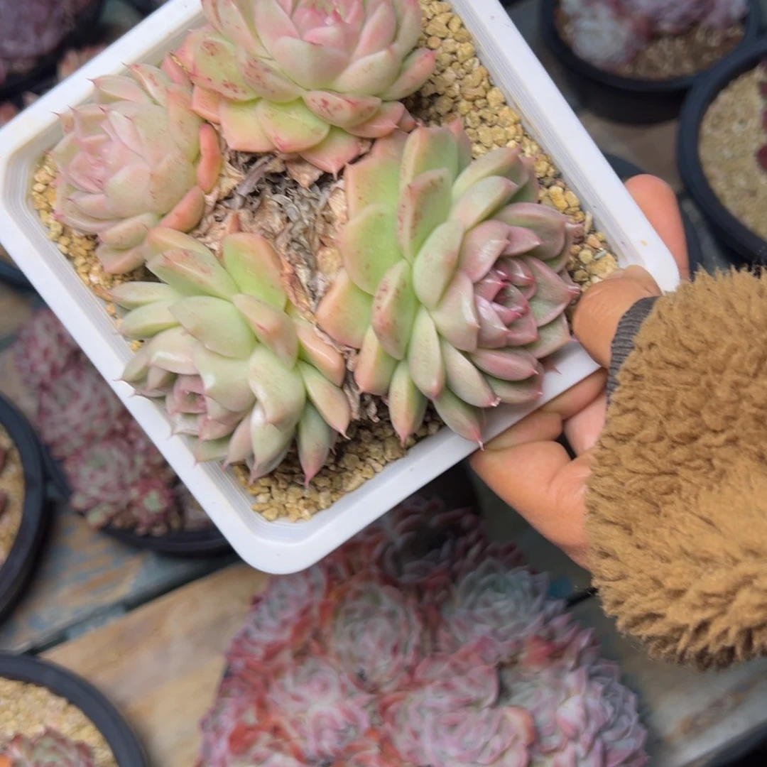 大*姐0174肉多么多哦哟多哦