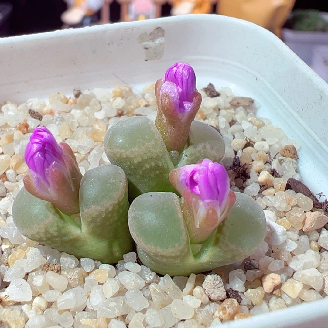 1029-882多肉多肉多肉