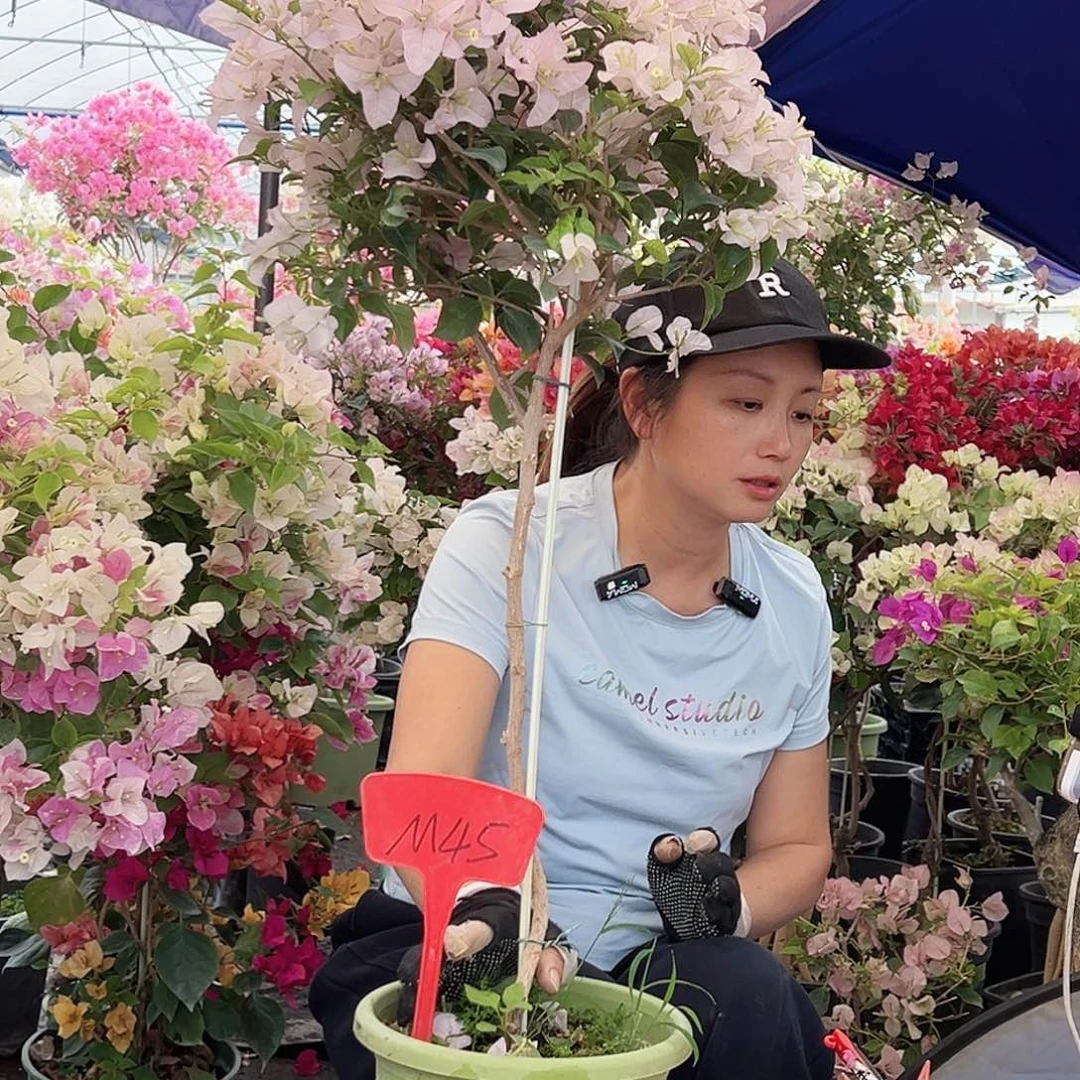 M***I大部分花苞少量开放M45苹果花