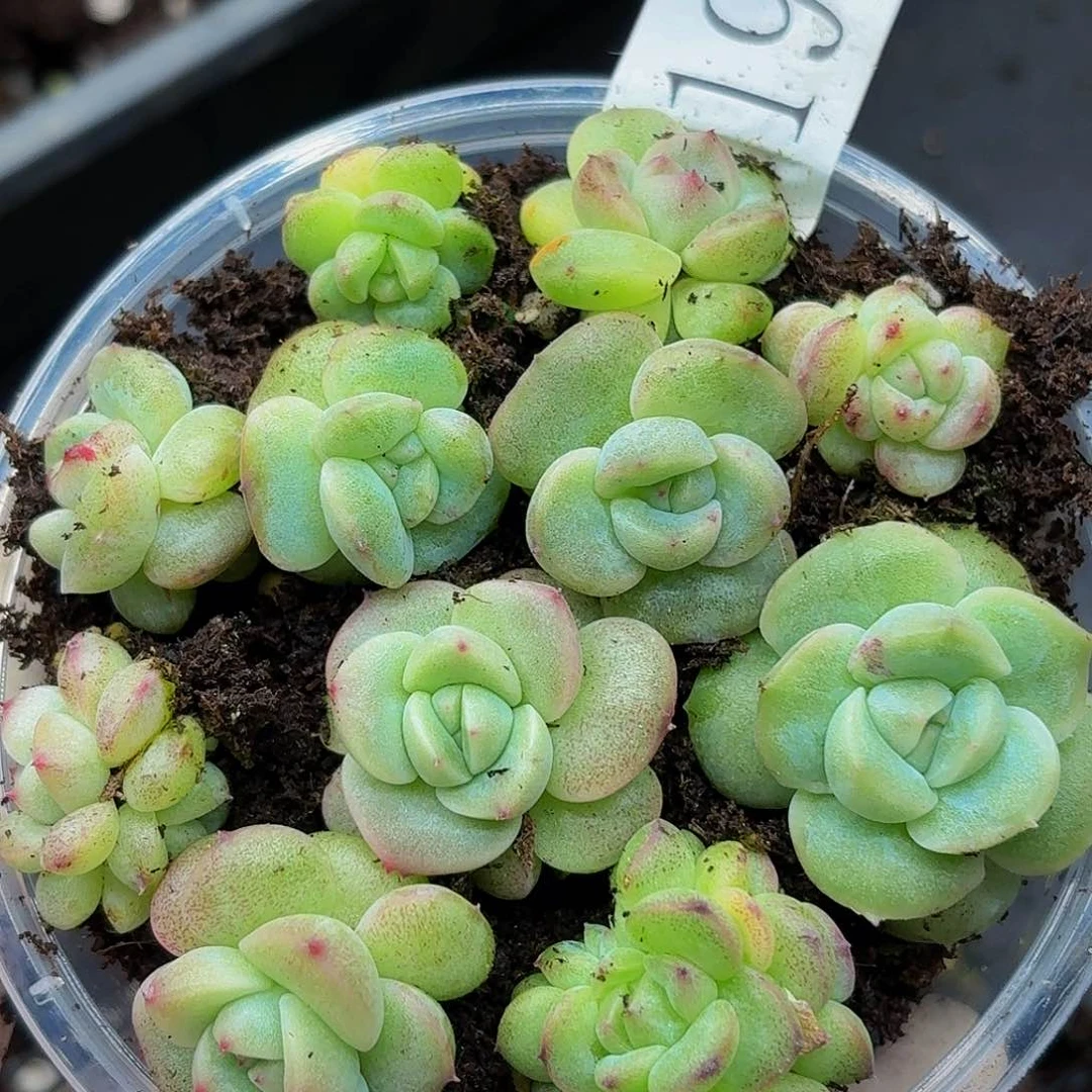 多肉植物多肉植物619