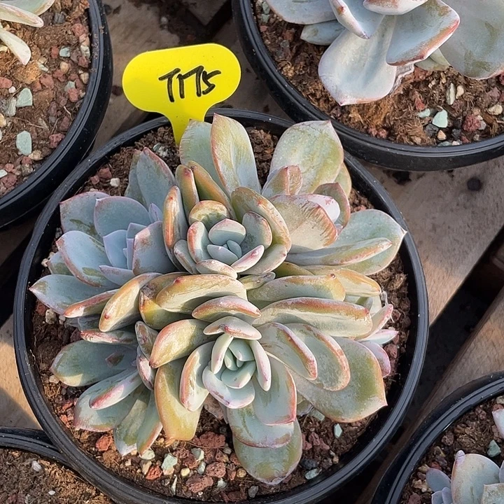 奶茶多肉植物群生175